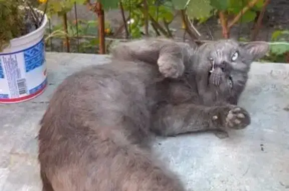 Пропал кот, улица Мадояна, 32, Ростов-на-Дону - серого цвета, повреждено правое ухо - photo