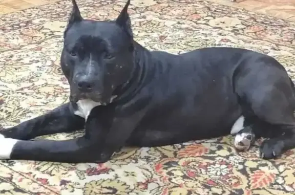 Объявления о пропавших и найденных животных, Нефтеюганск, фото: Пропал собака, мужской, Нефтеюганск, левое ухо сломано