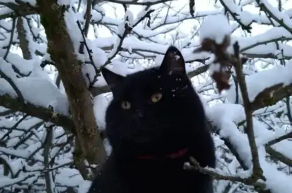 Пропал кот, улица Карла Маркса, 37, Селижарово - чёрный окрас, жёлтые глаза - photo