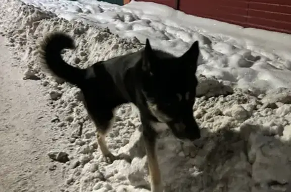 Найдена собака, Петрозаводск, фото: Найден собака, Гражданская улица, 34/5, Петрозаводск - похож на хаски