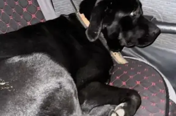 Найденные животные Ахтырское, фото: Найдена собака, переулок Асадова, 3, Ахтырское - лабрадор, ухоженная и чистая