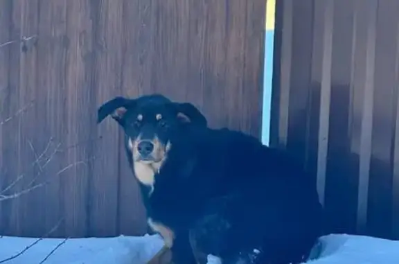 Объявления о пропавших и найденных животных, Долгопрудный, фото: Найдена собака, улица Чапаева, 115, Долгопрудный - чёрный пёс с рыжим подпалом