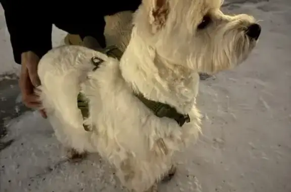Объявления о пропавших и найденных животных, Москва, фото: Найден собака, мужской, набережная Шитова, Москва - Вест Хайленд Уайт терьер