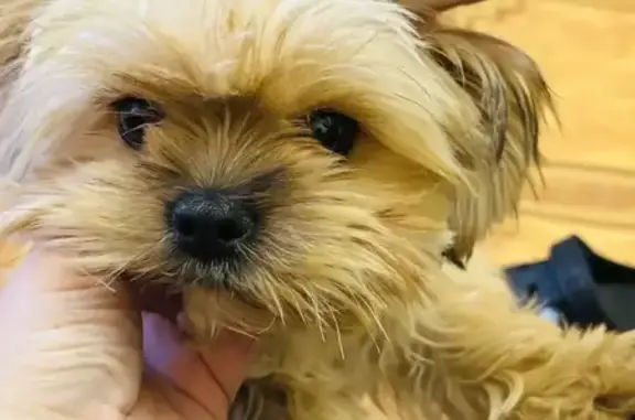 Как на фото. Оброс немного и на нем фиолетовая шлейка-жилетка. Откликается на Буся/Бутцик и Буцефал