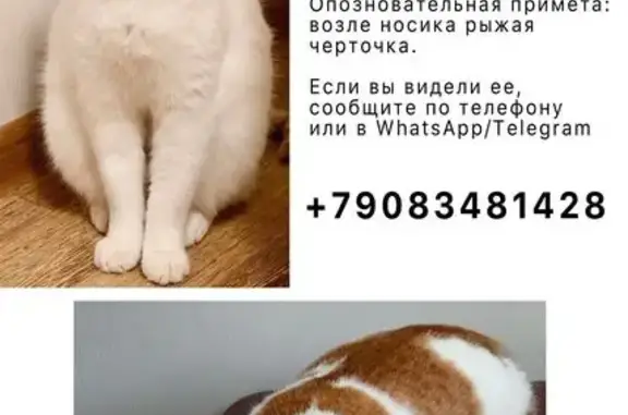 Пропала кошка, «Восток», Набережные Челны - белая с рыжими пятнами - photo