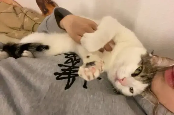 Пропал кот, улица Димитрова, 13/70, Санкт-Петербург - белый окрас - photo