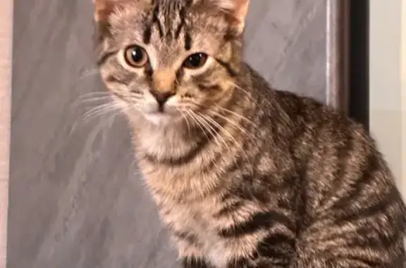 Пропал кот, 2-я Полевая улица, 14, Выборг - ручной и ласковый - photo