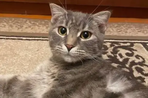 Пропал кот, улица Менделеева, 7, Невинномысск - серый, сбежал из квартиры - photo