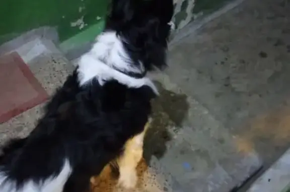 Найдена собака, Нижний Новгород, фото: Найдена собака, улица Сибирцева, 8, Нижний Новгород - ошейник есть, заходит в подъезд