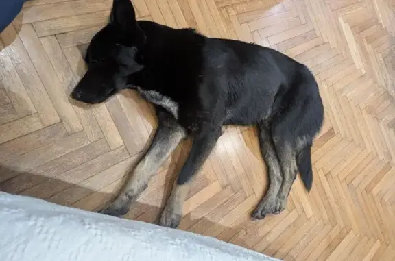 Найденные животные Ростов-на-Дону, фото: Найдена собака, мужской, проспект Стачки, 182, Ростов-на-Дону - черный верх, светлые лапы