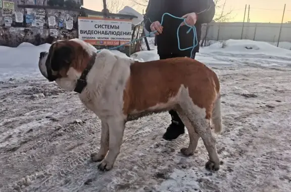 Найдена собака, Челябинск, фото: Найден собака, Челябинск - спокойный контактный