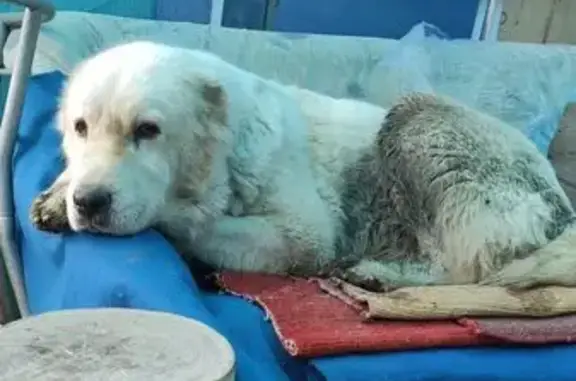 Найдена собака, Волгоград, фото: Найдена собака, улица Генерала Шумилова, Волгоград - спокойная молодая алабайка