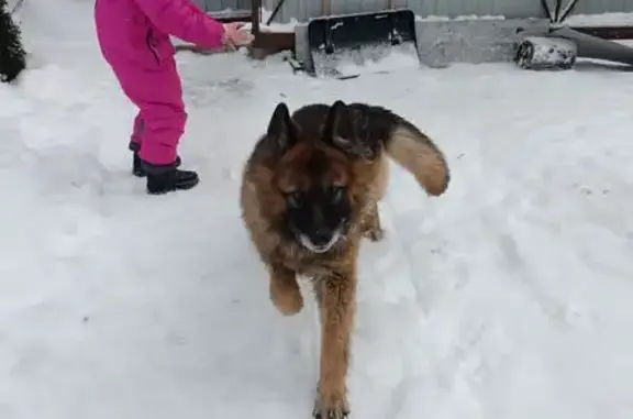Пропал собака, Плинтовка, Ленинградская область - коричневой с черным окрас - photo