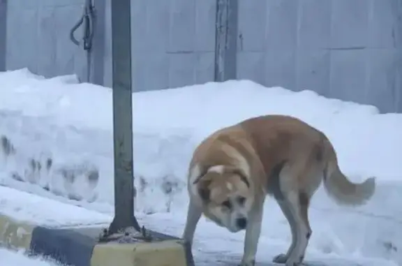Объявления о пропавших и найденных животных, Москва, фото: Найден собака, улица Красная Сосна, Москва - алабай в ошейнике