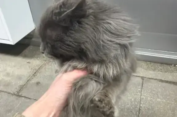 Найденные животные Аксай, фото: Найдена кошка, Аксайский проспект, 23, Аксай - острая мордочка, пушистая ласковая