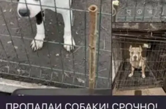 Пропал собака, палево белый, Мишкинское сельское поселение, Аксай - photo