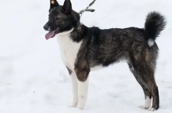 Пропала собака, Тамбов, Тамбовская область - кличка Буп, в холке 50-55 см - photo