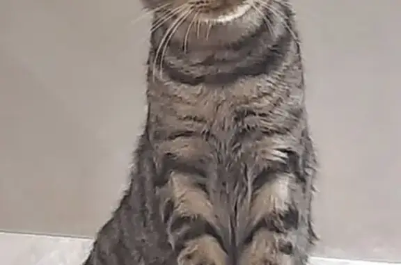 Кошки потеряшки, Нивенское, фото: Потеряшка кот, Калининградская улица, 7, Нивенское - серый полосатый