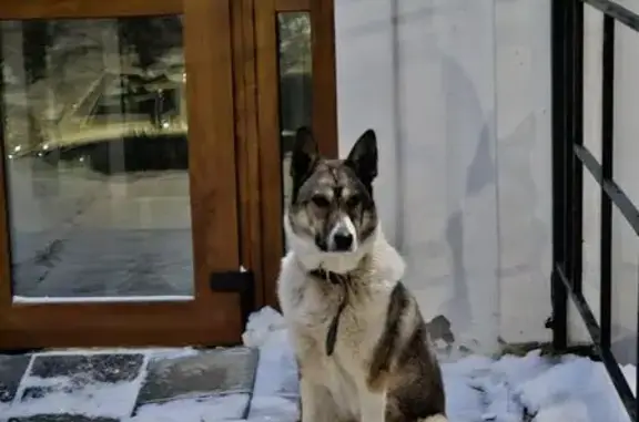 Найдена собака, Вологда, фото: Найдена собака, женский пол, улица Леденцова, 7А, Вологда - длинный ошейник