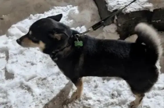 Найдена собака, Санкт-Петербург, фото: Найдена собака, мужской, улица Академика Байкова, 17 к1, Санкт-Петербург - с ошейником и адресником 'Мухтар'