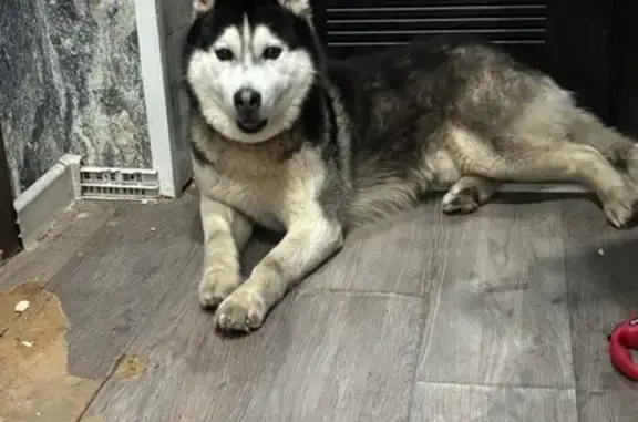 Объявления о пропавших и найденных животных, Челябинск, фото: Найден собака, мужской, улица Калинина, 21А, Челябинск - чёрно-белый окрас