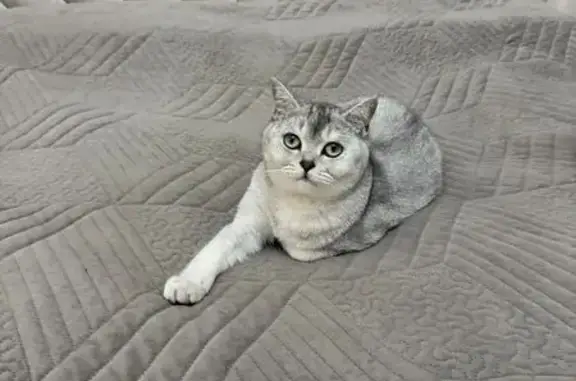 Пропал кот, улица Просвещения, 10, Махачкала - Тайсону 3 года - photo