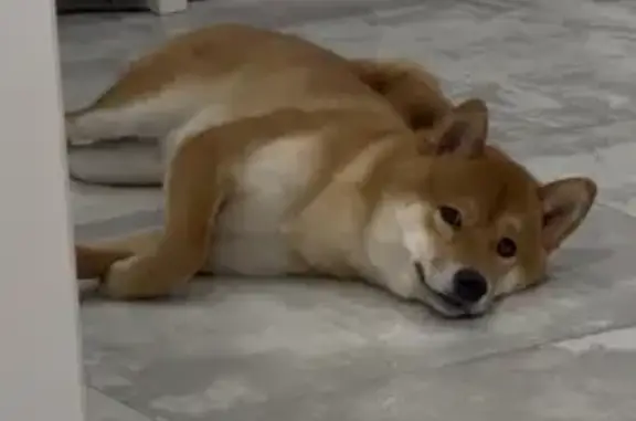 Пропала собака, улица Советской Армии, 180/1, Самара - откликается на «Лаки» - photo