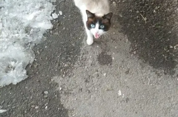 Найдена кошка, Иркутск, обнаружена в подвале дома - photo