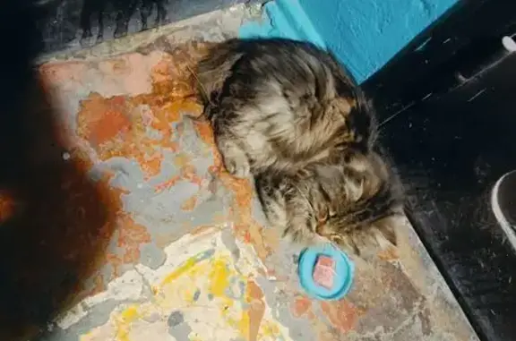 Найдена кошка, Улан-Удэ, фото: Найдена кошка, улица Бабушкина, 19, Улан-Удэ - требуется помощь