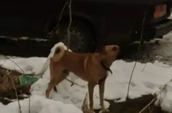 Найдена собака, Омск, фото: Найдена собака, улица 22 Апреля, 18В, Омск - рыжий пес с ошейником и поводком