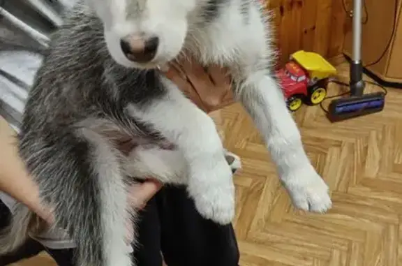 Найдена собака, Рязань, фото: Найден собака, улица Маяковского, Рязань - белотемносерый щенок породы хаски