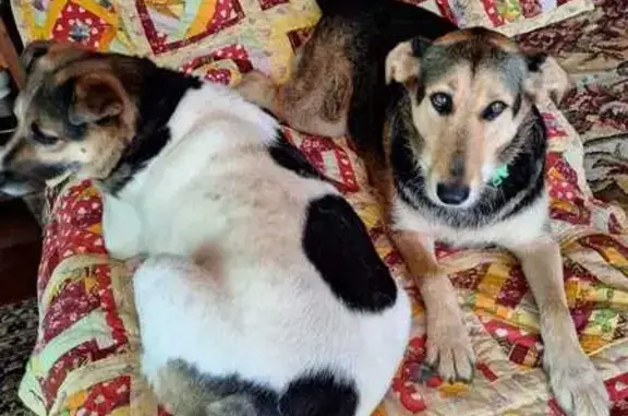 Пропала собака, 19, Балабаново - белая с чёрными пятнами - photo