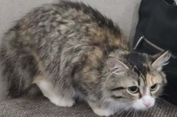 Найденные животные Екатеринбург, фото: Найдена кошка, Кировградская улица, Екатеринбург - напугана