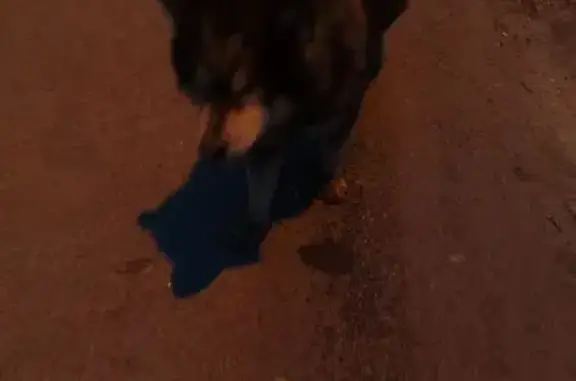 Найдена собака, Волгоград, фото: Найден собака, бульвар Энгельса, 16, Волгоград - огромный чёрно-рыжий пёс