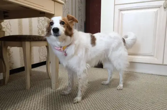 Пропала собака, улица Шейнкмана, 113 к2, Екатеринбург - веснушки на морде - photo