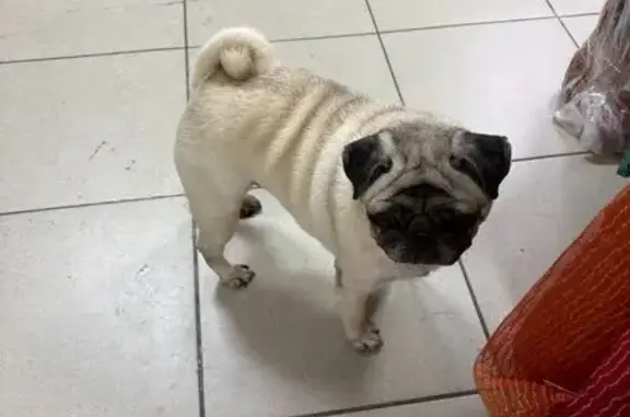 Найдена собака, Челябинск, фото: Найдена собака, Российская улица, 167Б, Челябинск - похожа на Мопса