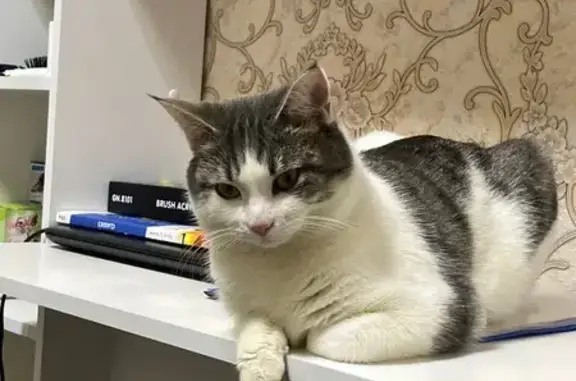 Кошки потеряшки, Южный Урал, фото: Потеряшка кот, Спортивная улица, Южный Урал - носик горбинкой