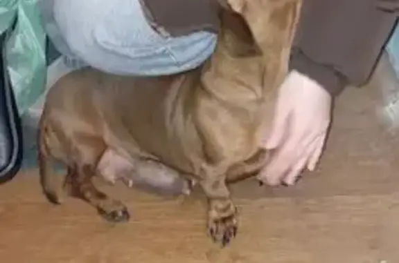 Найдена собака, Комсомольск-на-Амуре, фото: Найдена собака, улица Орехова, 39, Комсомольск-на-Амуре - рыжая такса, девочка