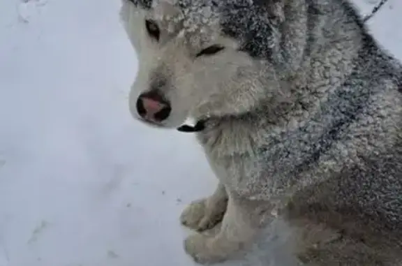 Объявления о пропавших и найденных животных, Томск, фото: Пропал собака, Пойменный переулок, 3, Томск - серый и добрый