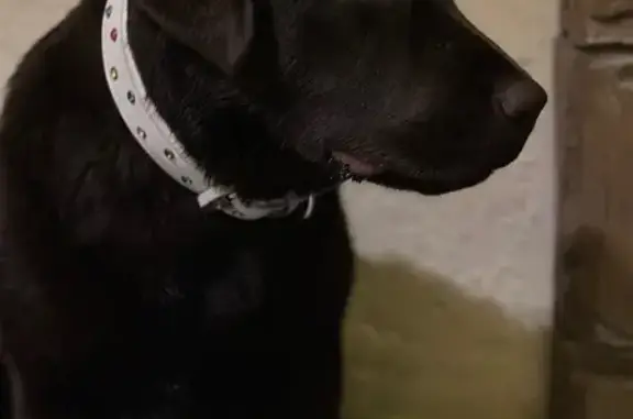 Найдена собака, Эльбрус, фото: Найдена собака, А-158, 22В, сельское поселение Эльбрус - коричневый лабрадор девочка