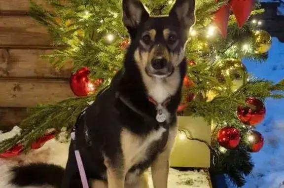 Объявления о пропавших и найденных животных, Москва, фото: Пропала собака, улица Менжинского, 38 к2, Москва - девочка с черной светоотражающей шлейкой