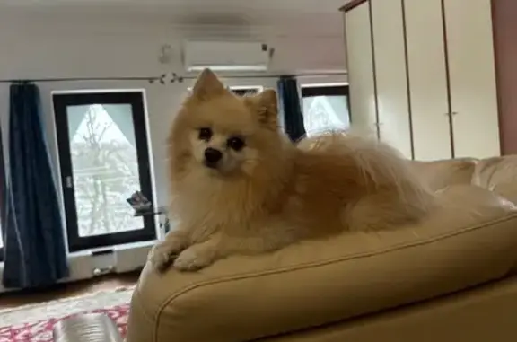 Пропал собака, Майский, Белгородская область - photo