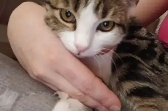 Пропал кот, улица Воскова, 116, городской округ Таганрог - зелёные глаза, возраст 7 месяцев - photo