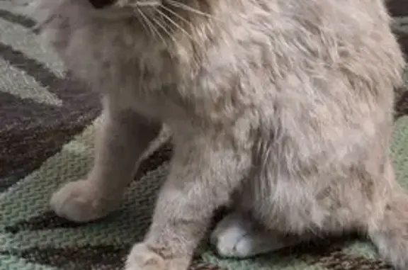 Найдена кошка, Улан-Удэ, фото: Найдена кошка, улица Толстого, Улан-Удэ - бело-серая, голубые глаза