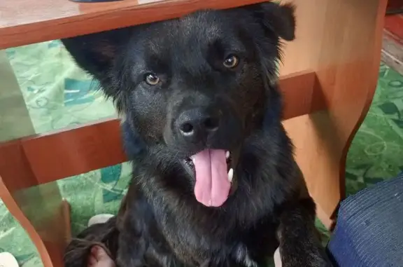 Пропал собака, улица Богдана Хмельницкого, Павловская - окрас черно-серый, помесь Лабрадора - photo