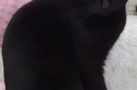 Пропала кошка, 2-я Нагорная улица, 6, Иваново - гладкошёрстная, чёрная масть - photo