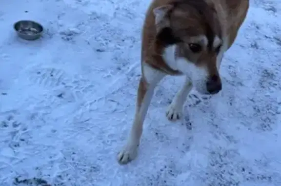 Найдена собака, Орёл, фото: Найдена собака, Московское шоссе, Орёл