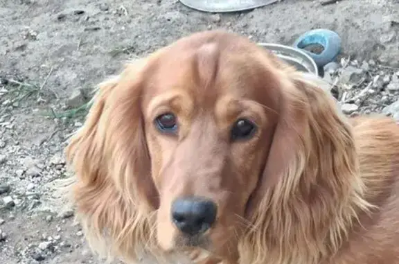 Собаки потеряшки, Улан-Удэ, фото: Потеряшка собака, улица Связистов, 8, Улан-Удэ - рыжий, игривый, в черном ошейнике