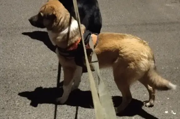 Найдена собака, Тамбов, фото: Найдена собака, ул. Киквидзе, Тамбов - рыжая с белым, девочка