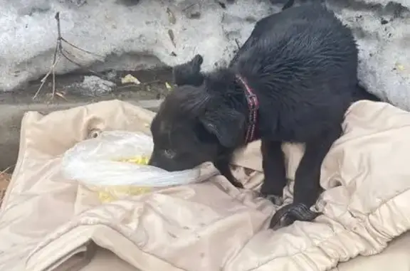 Объявления о пропавших и найденных животных, Прокопьевск, фото: Пропал щенок, Прокопьевск, Кемеровская область - чёрненький с ошейником